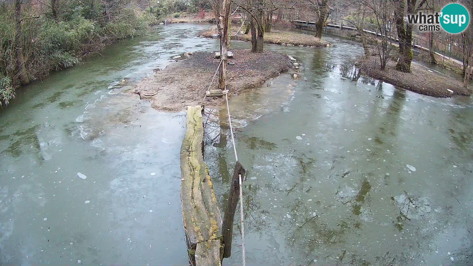 Lémur rufo blanco y negro – Ljubljana Zoo en vivo