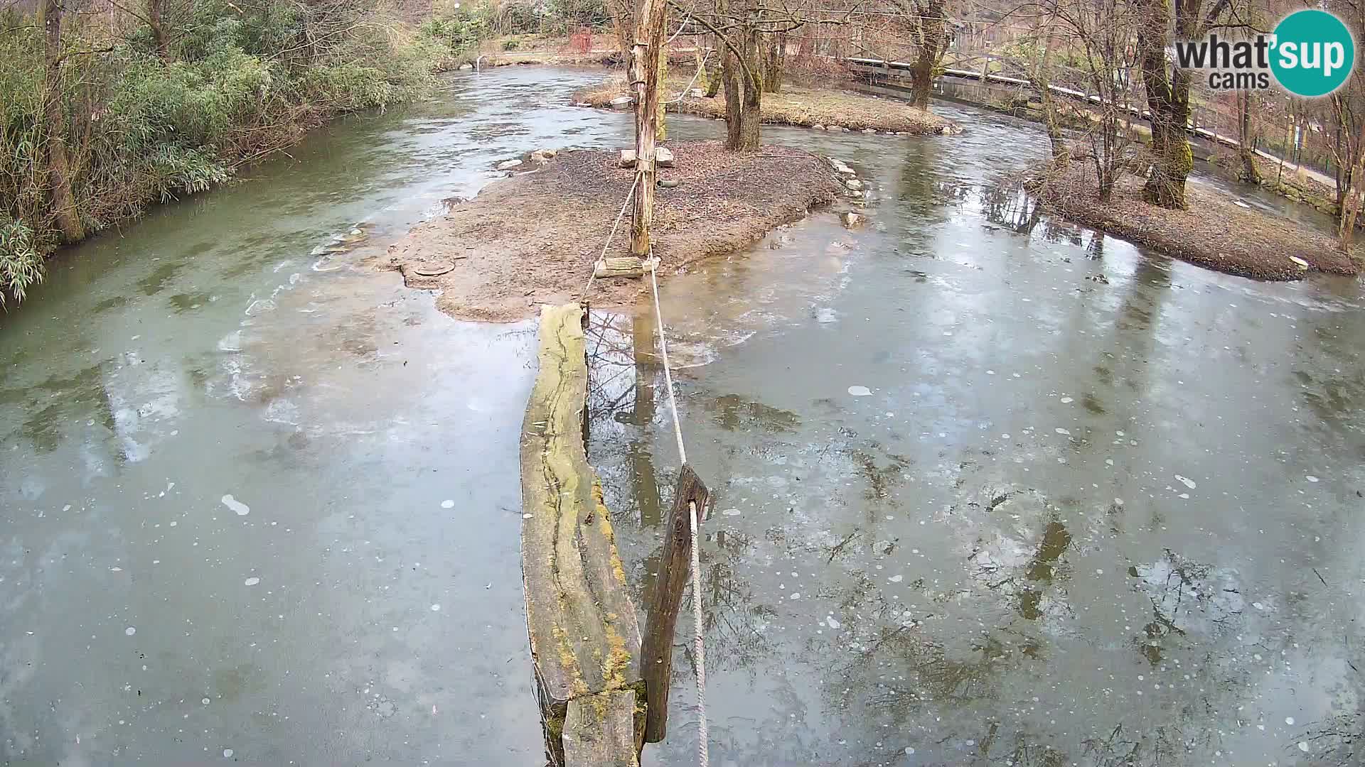 Vari bianconero Zoo Ljubljana webcam