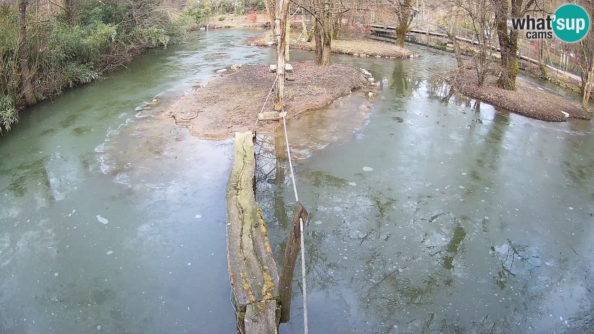 Vari bianconero Zoo Ljubljana webcam