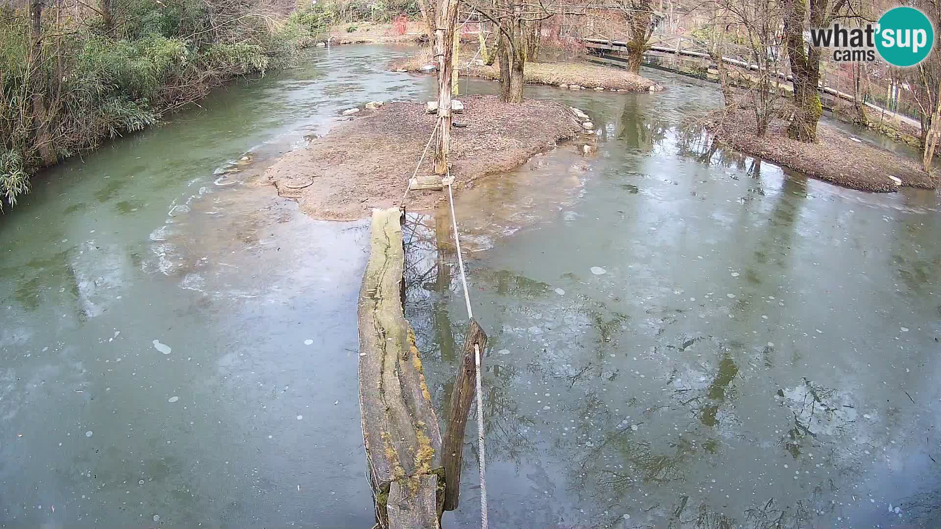 Vari noir et blanc – Ljubljana ZOO  livecam