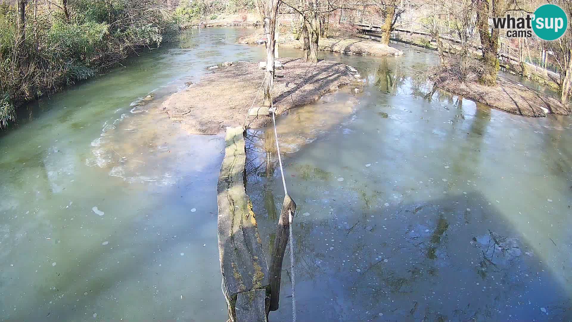 Schwarzweiße Vari Zoo Ljubljana webcam