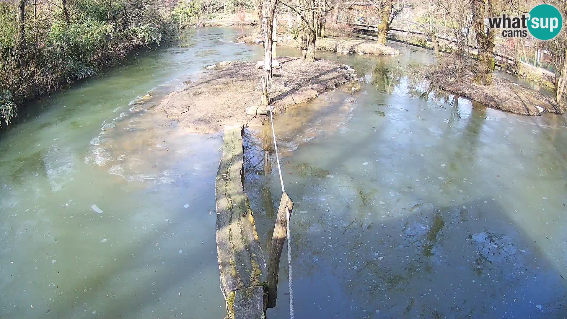 Vari bianconero Zoo Ljubljana webcam