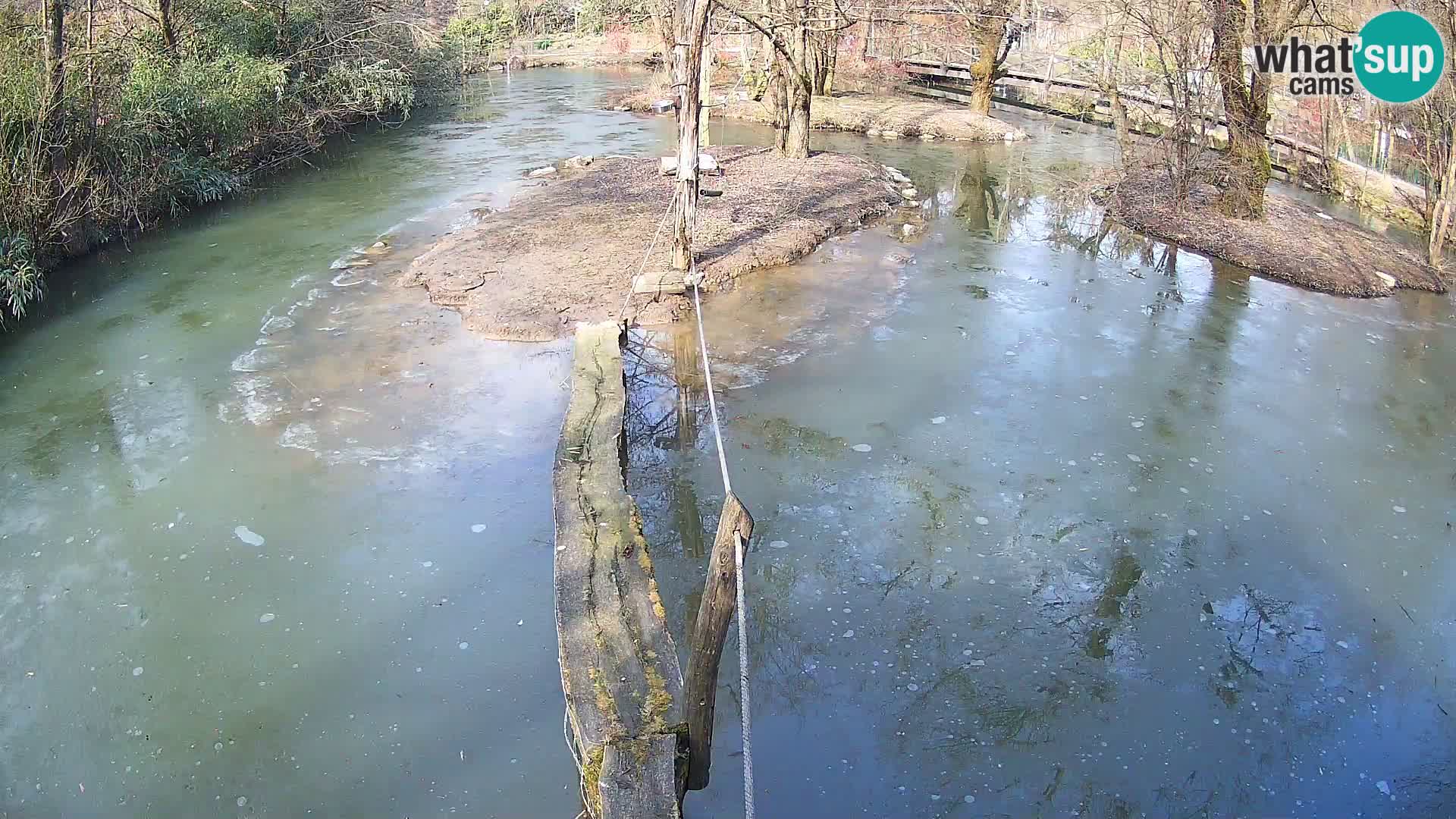 Vari bianconero Zoo Ljubljana webcam