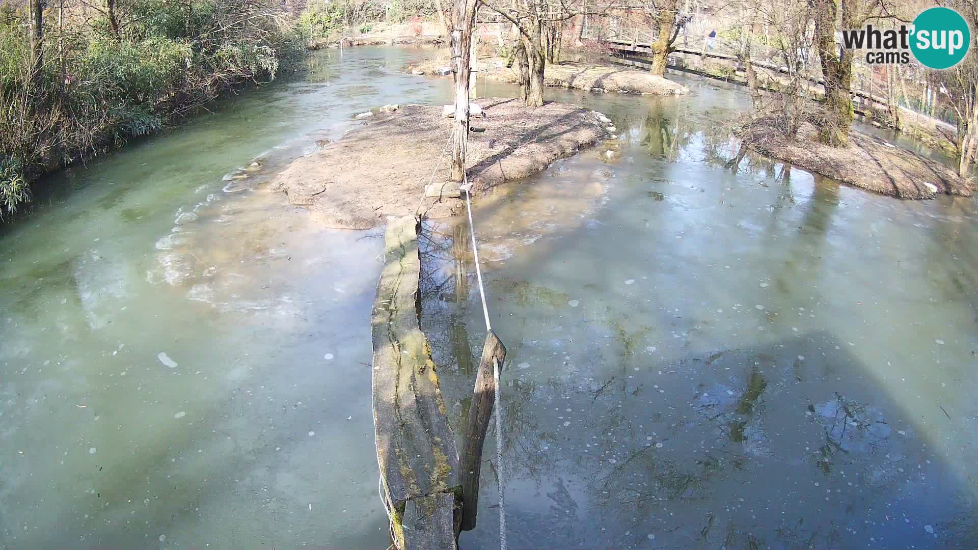 Vari bianconero Zoo Ljubljana webcam