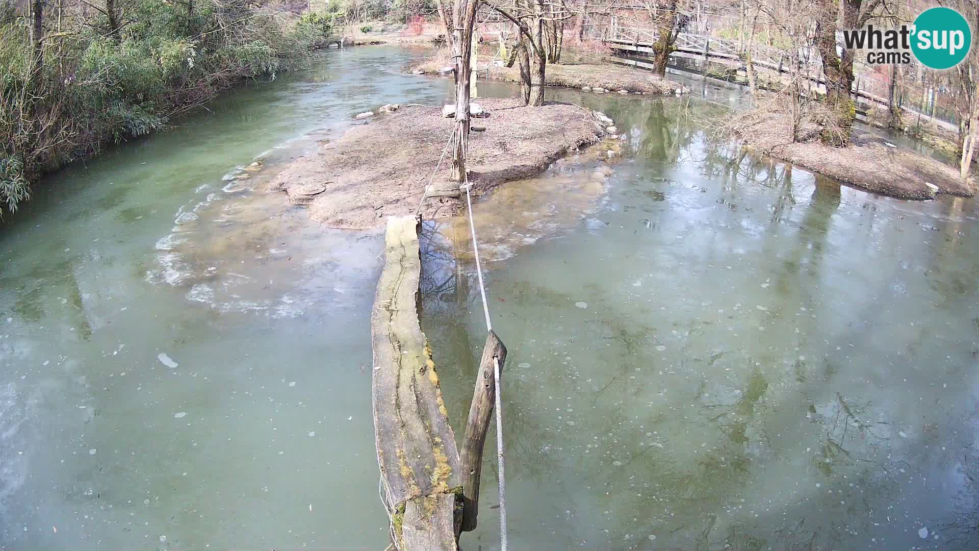 Lémur rufo blanco y negro – Ljubljana Zoo en vivo