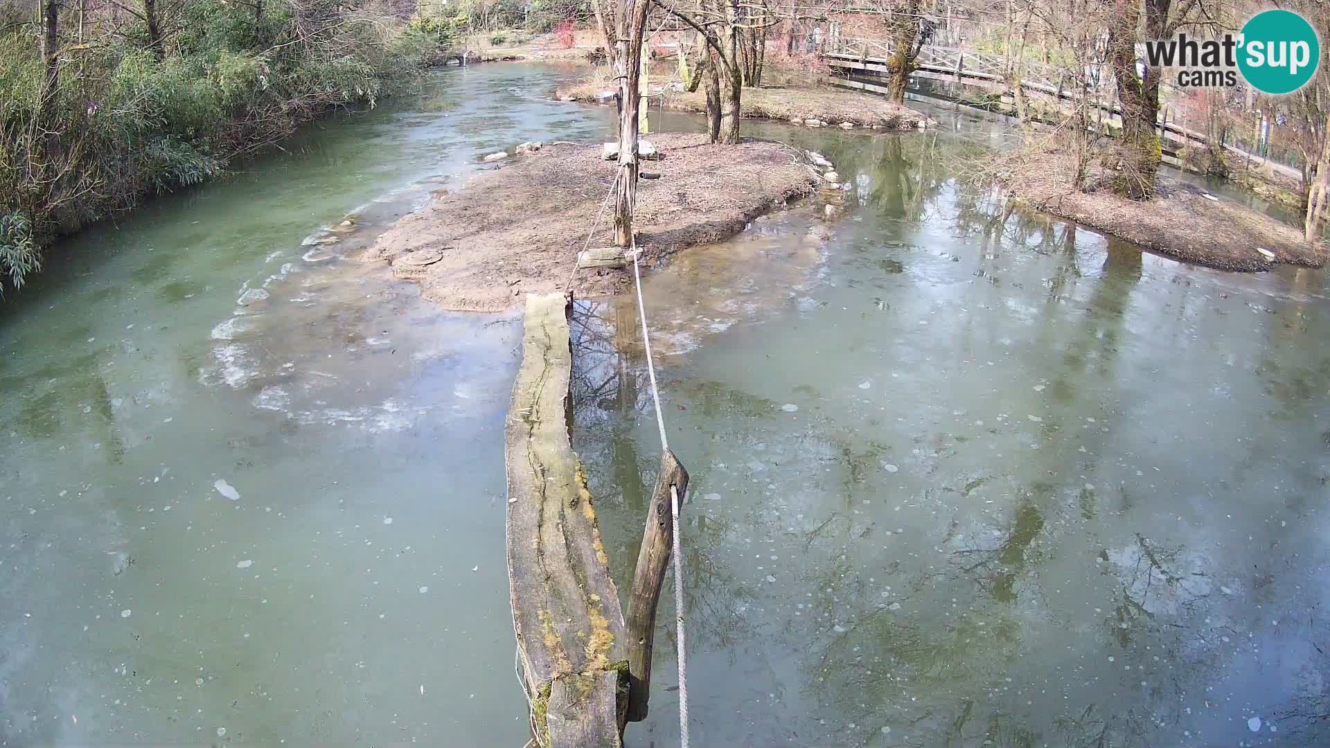 Navadni vari v živo – Ljubljana živalski vrt