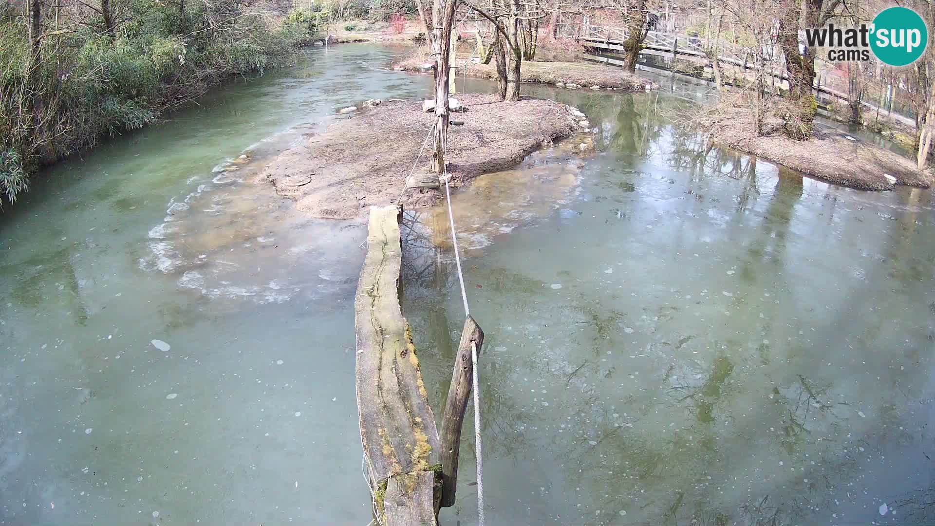 Vari noir et blanc – Ljubljana ZOO  livecam