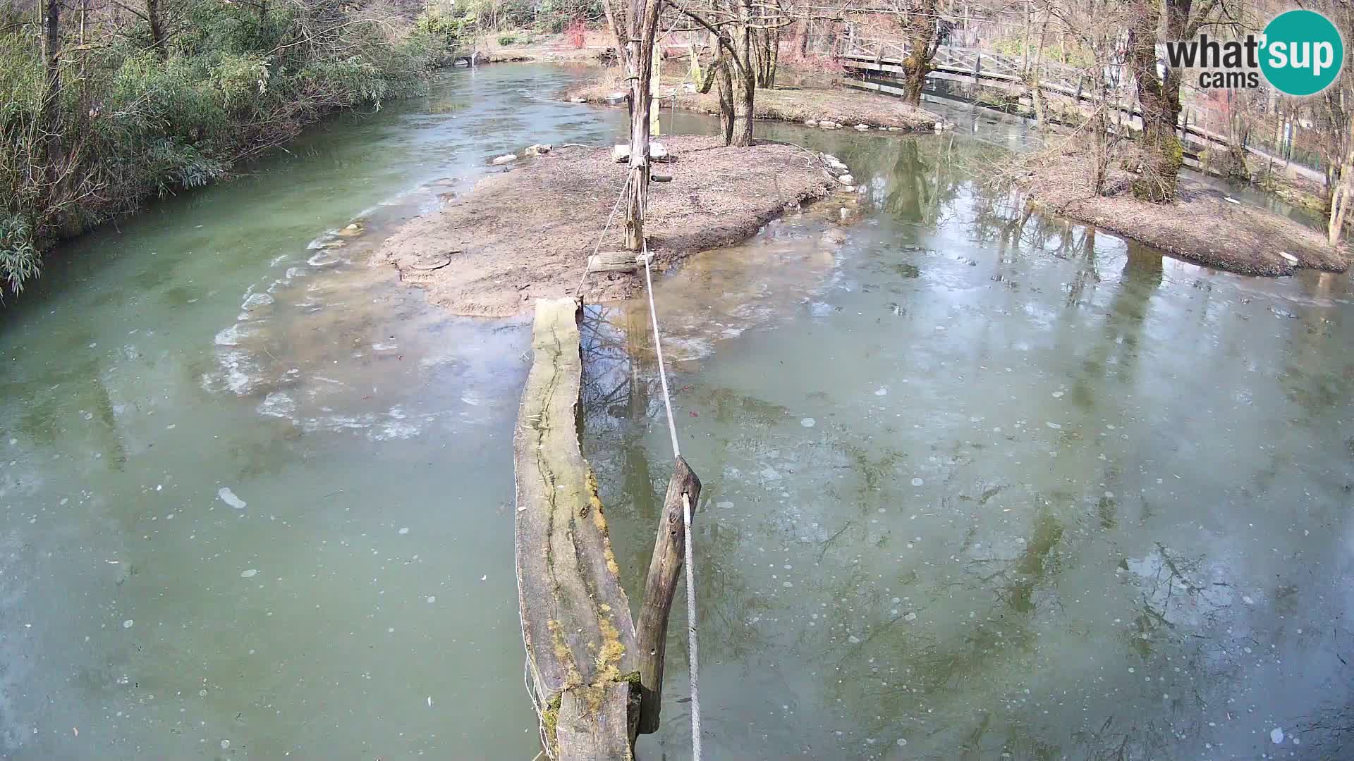 Navadni vari u živo – Ljubljana zoo