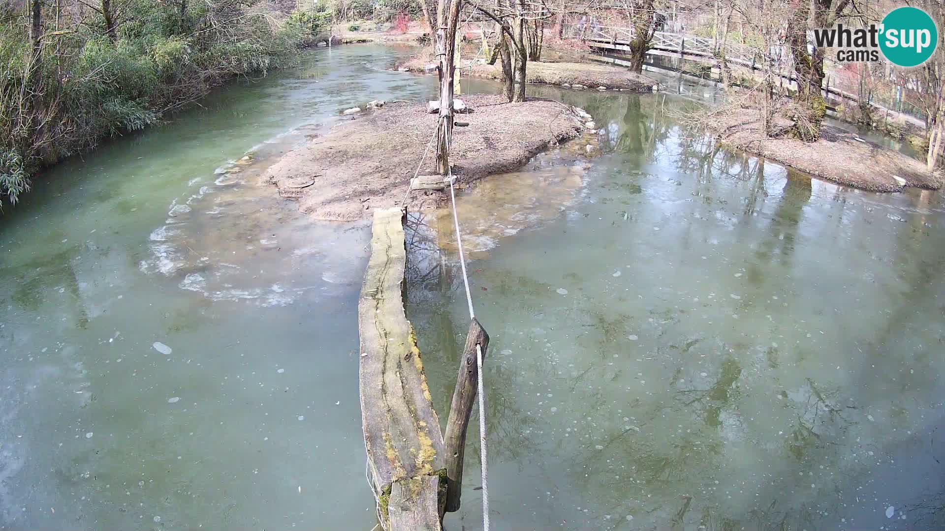 Navadni vari v živo – Ljubljana živalski vrt