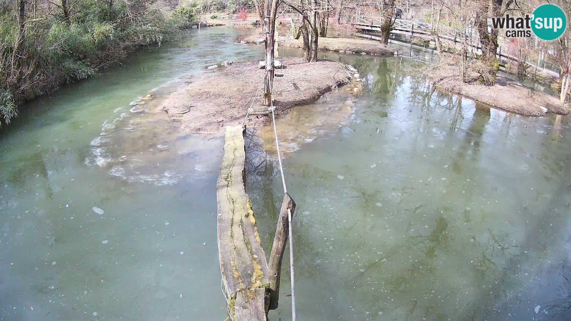 Vari noir et blanc – Ljubljana ZOO  livecam