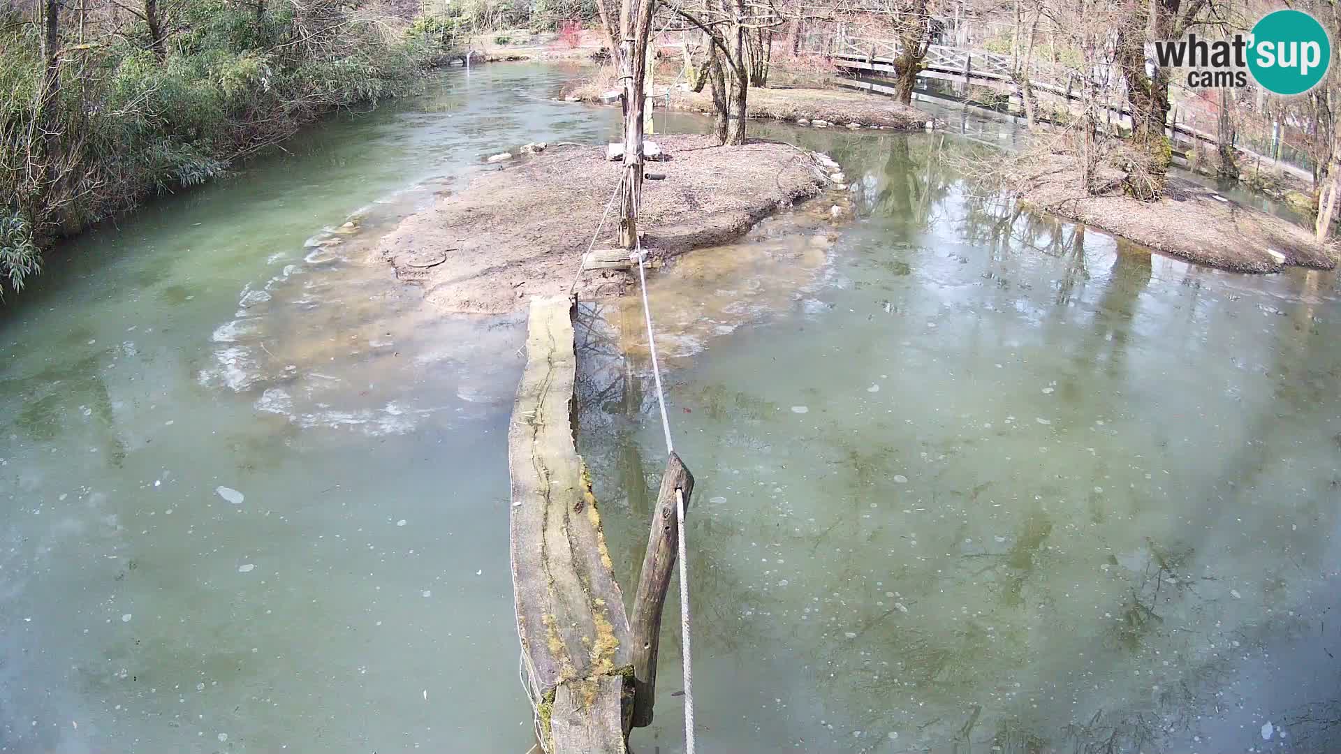 Navadni vari u živo – Ljubljana zoo