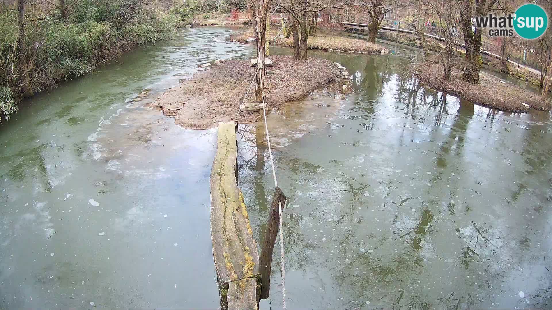 Schwarzweiße Vari Zoo Ljubljana webcam