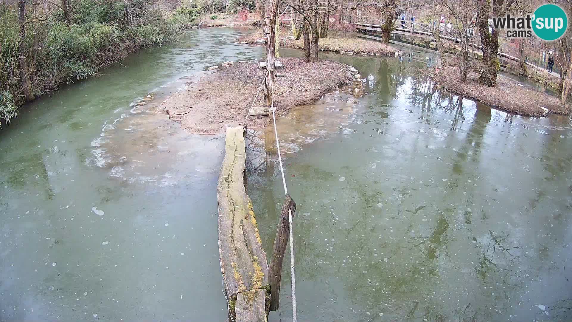 Vari noir et blanc – Ljubljana ZOO  livecam