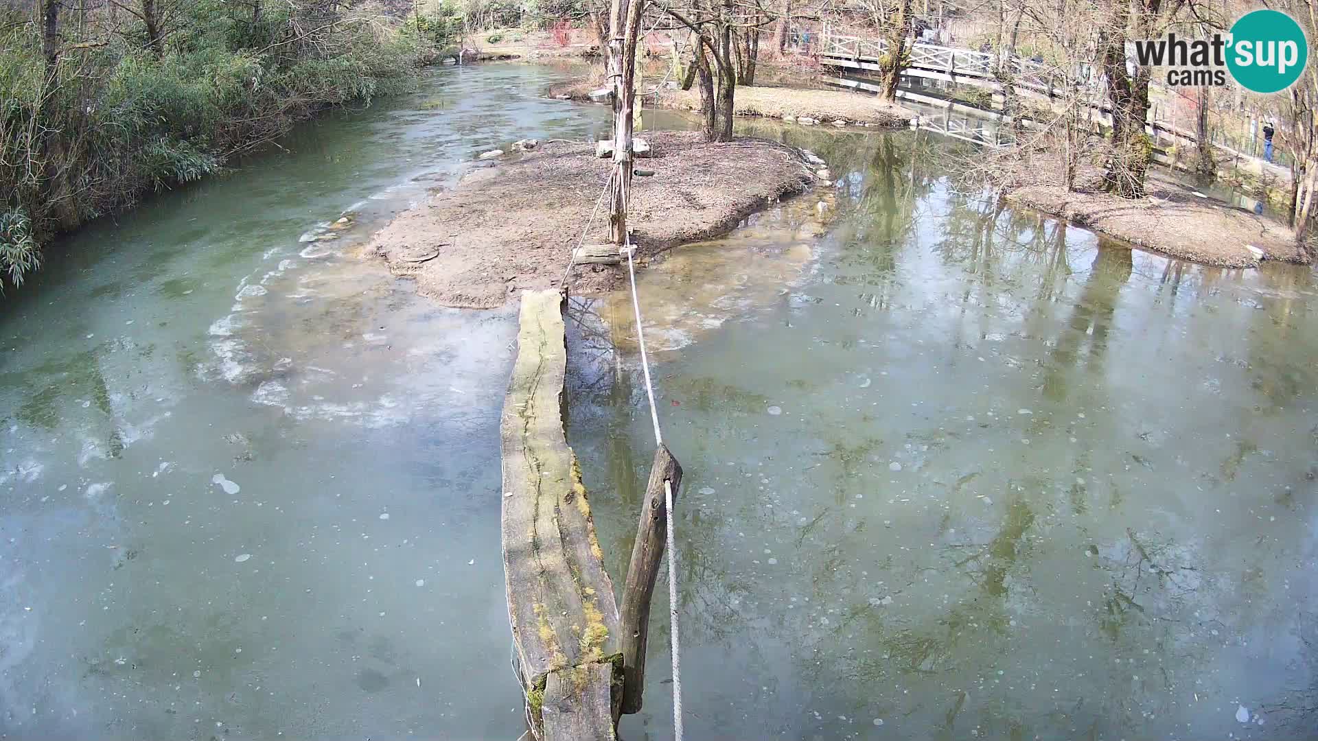 Navadni vari v živo – Ljubljana živalski vrt