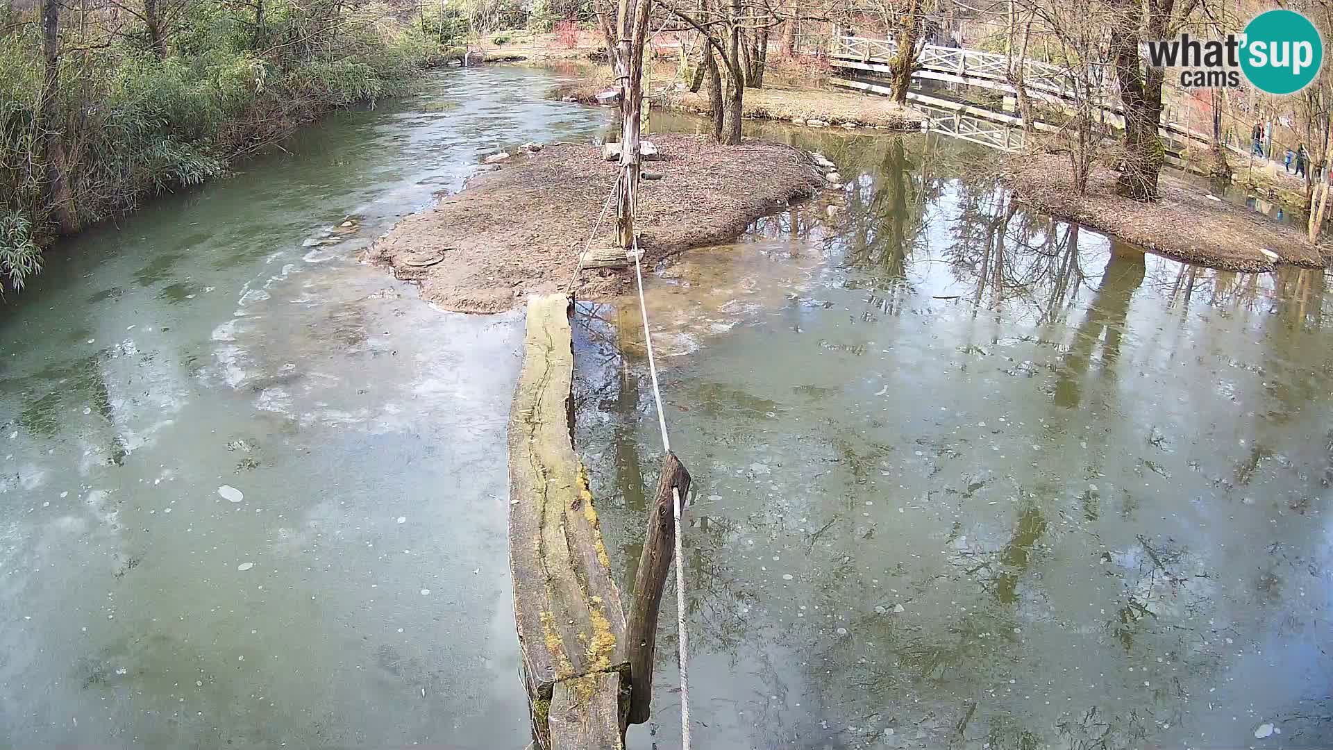 Vari bianconero Zoo Ljubljana webcam