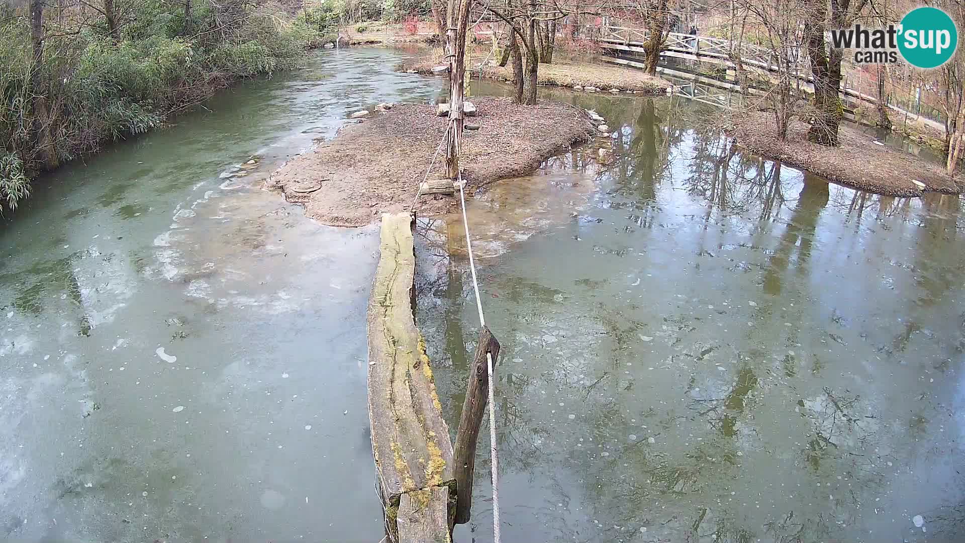 Vari bianconero Zoo Ljubljana webcam