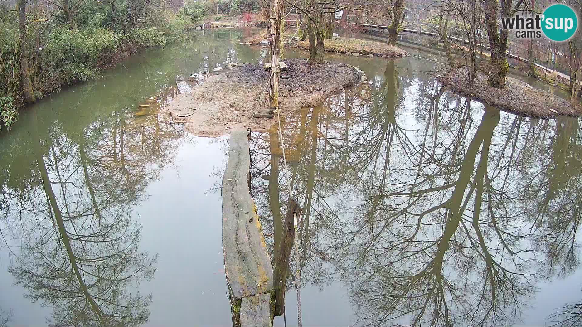 Vari bianconero Zoo Ljubljana webcam