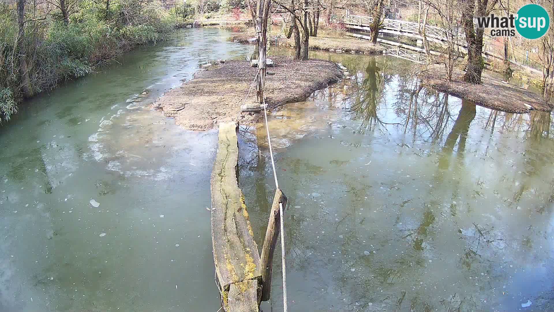 Schwarzweiße Vari Zoo Ljubljana webcam