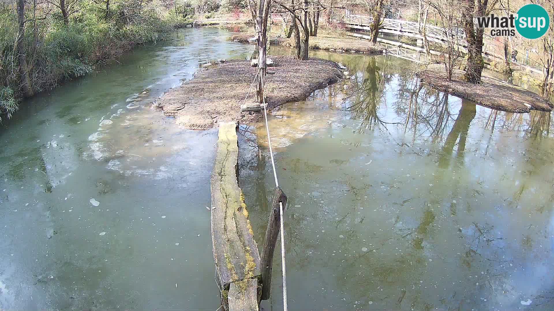 Vari bianconero Zoo Ljubljana webcam