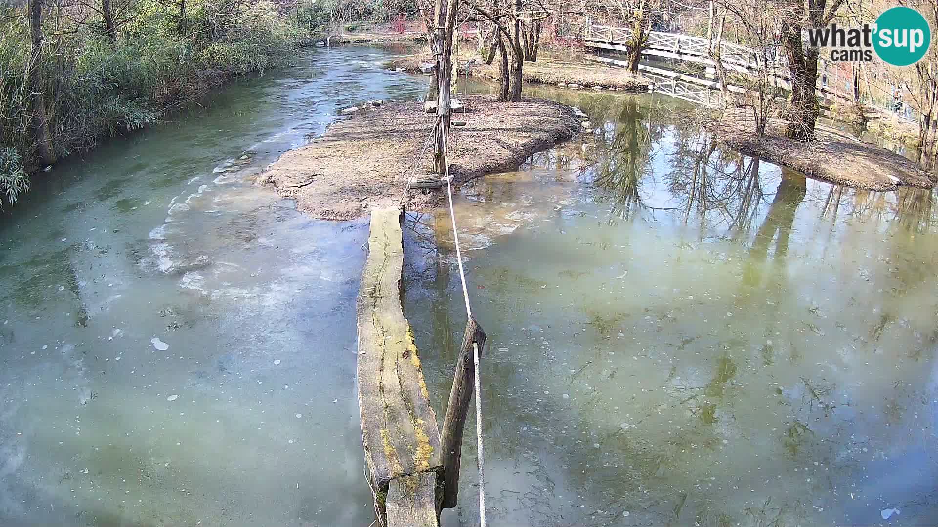 Vari bianconero Zoo Ljubljana webcam