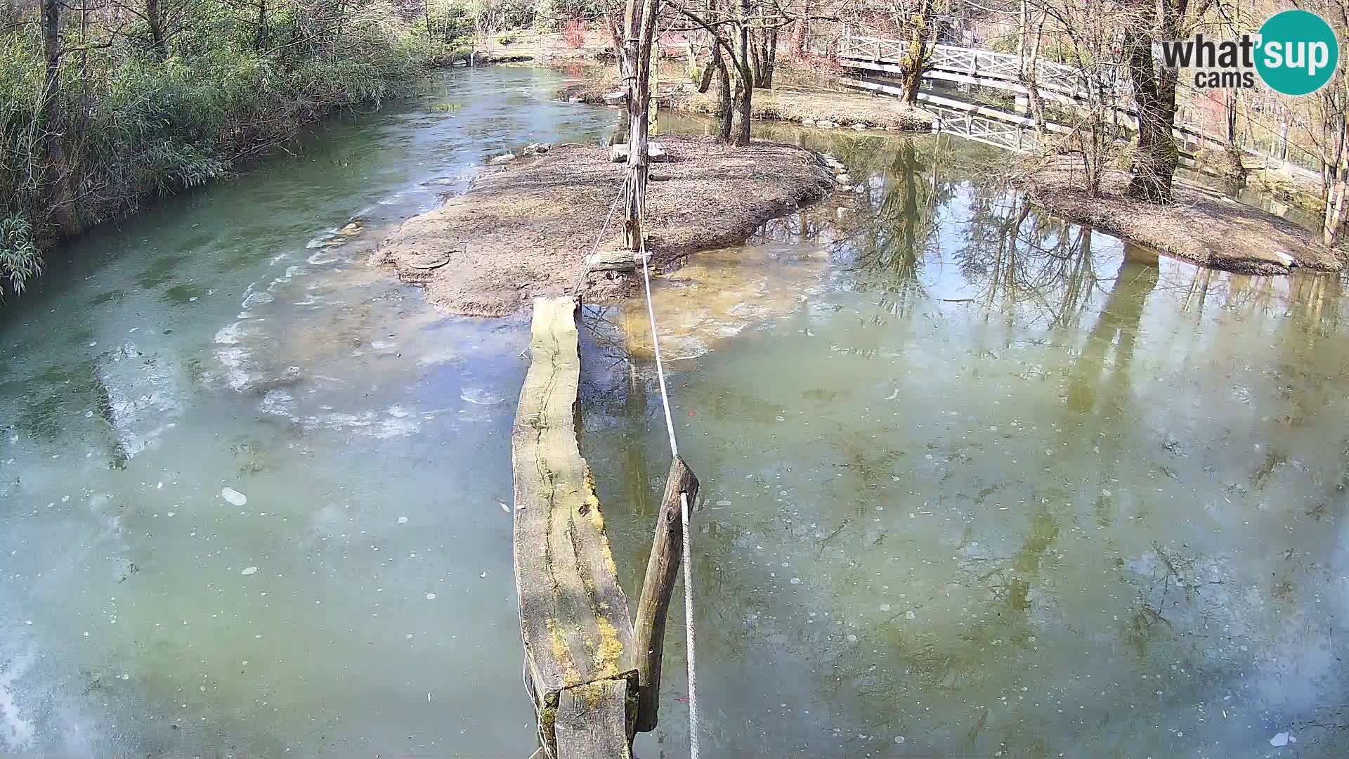 Schwarzweiße Vari Zoo Ljubljana webcam