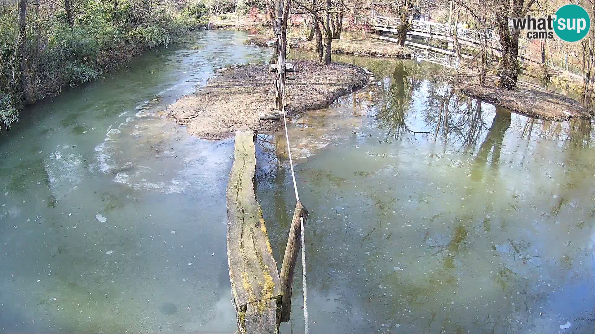 Schwarzweiße Vari Zoo Ljubljana webcam