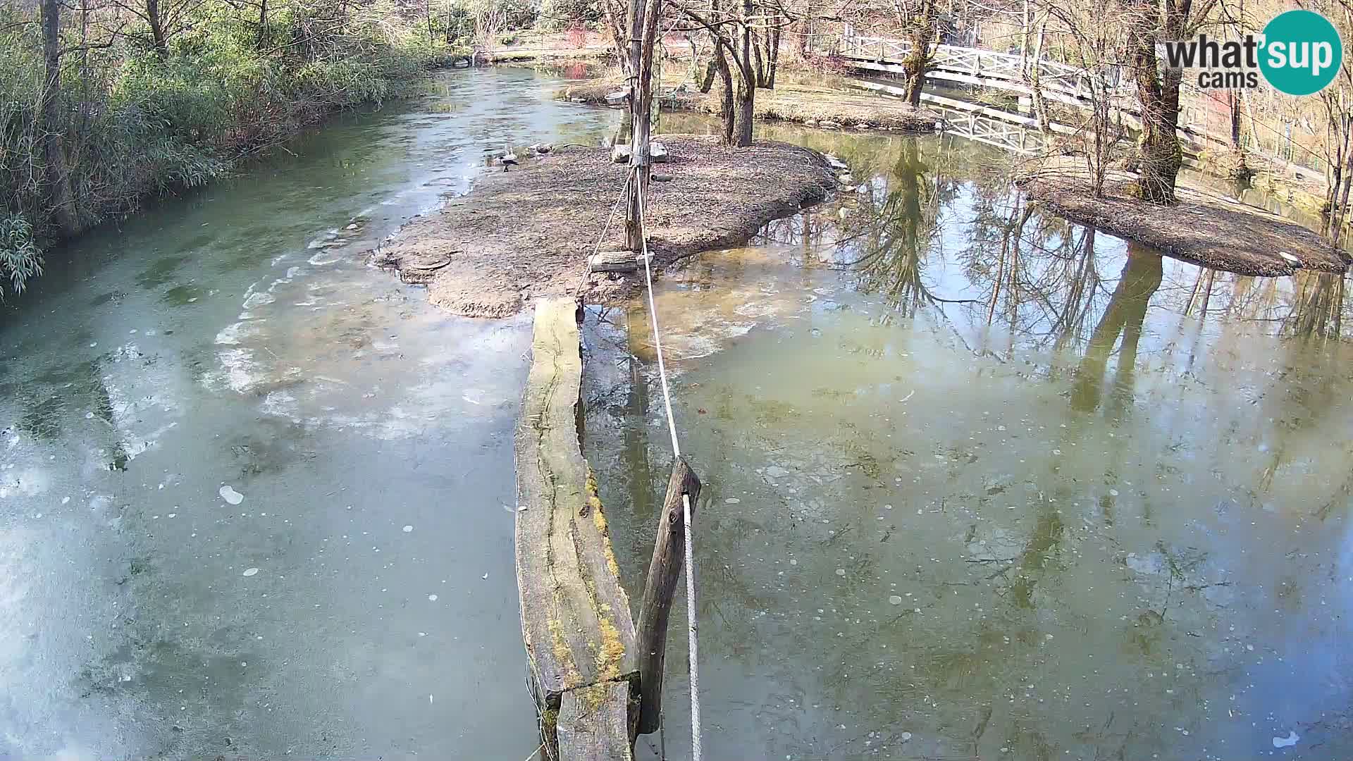 Vari bianconero Zoo Ljubljana webcam