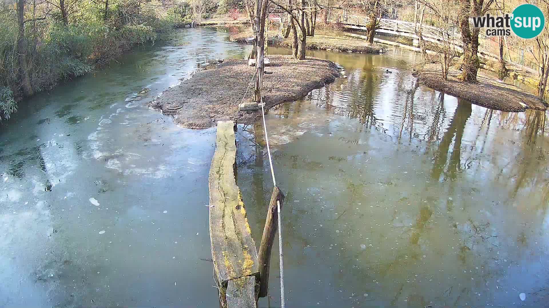 Vari bianconero Zoo Ljubljana webcam