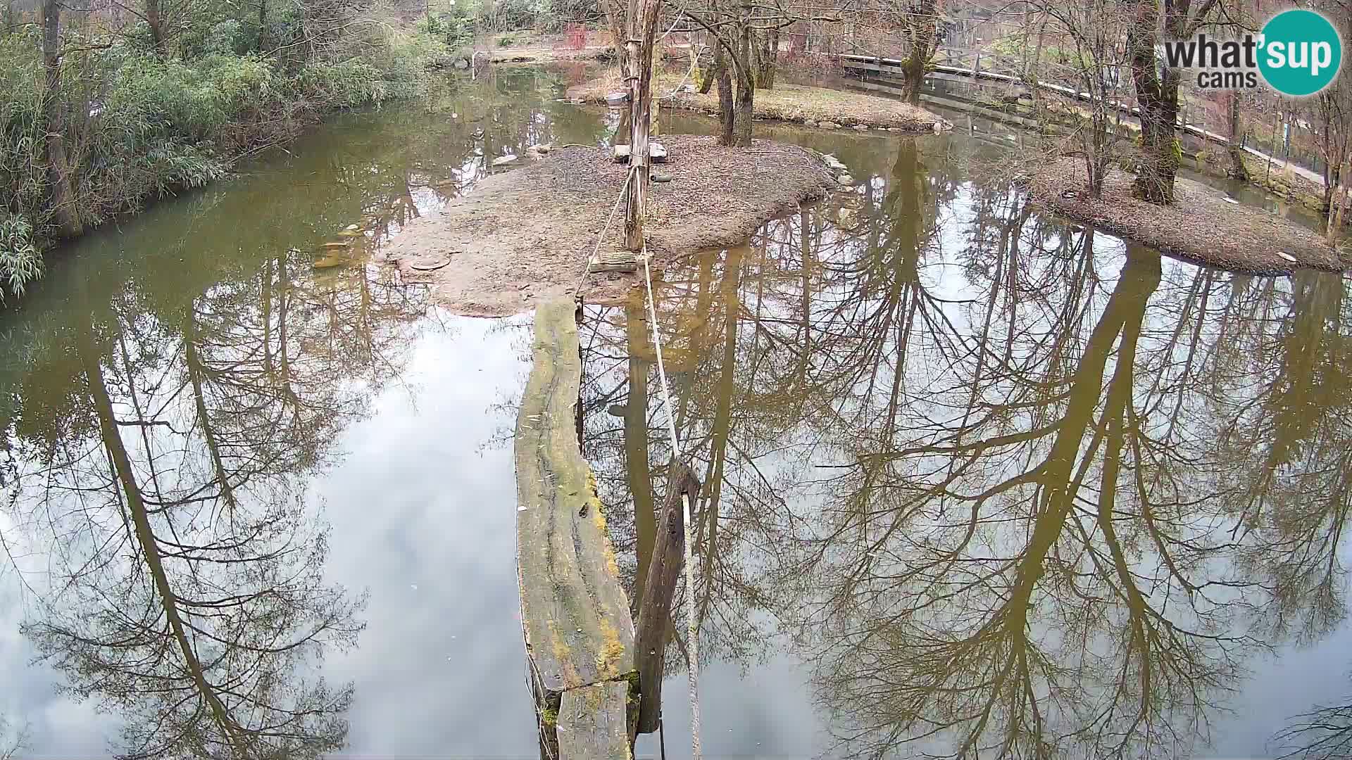 Navadni vari v živo – Ljubljana živalski vrt