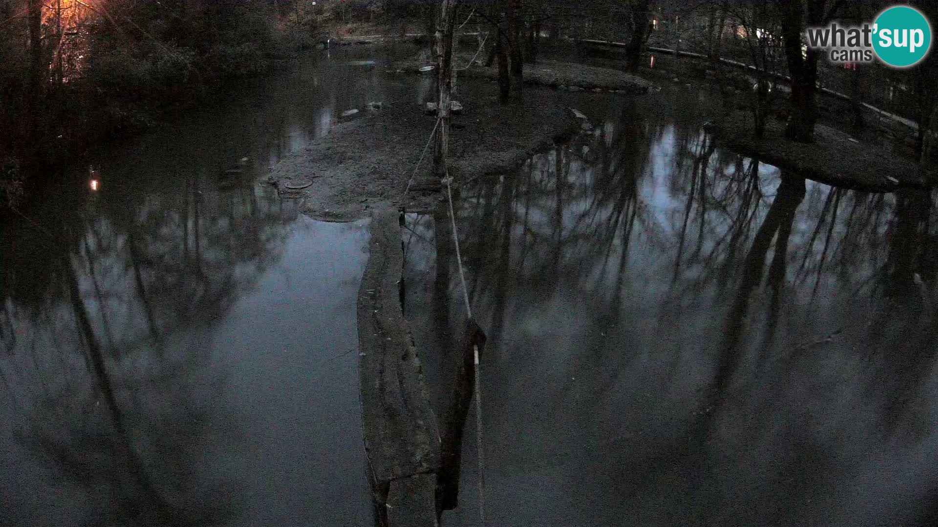 Schwarzweiße Vari Zoo Ljubljana webcam