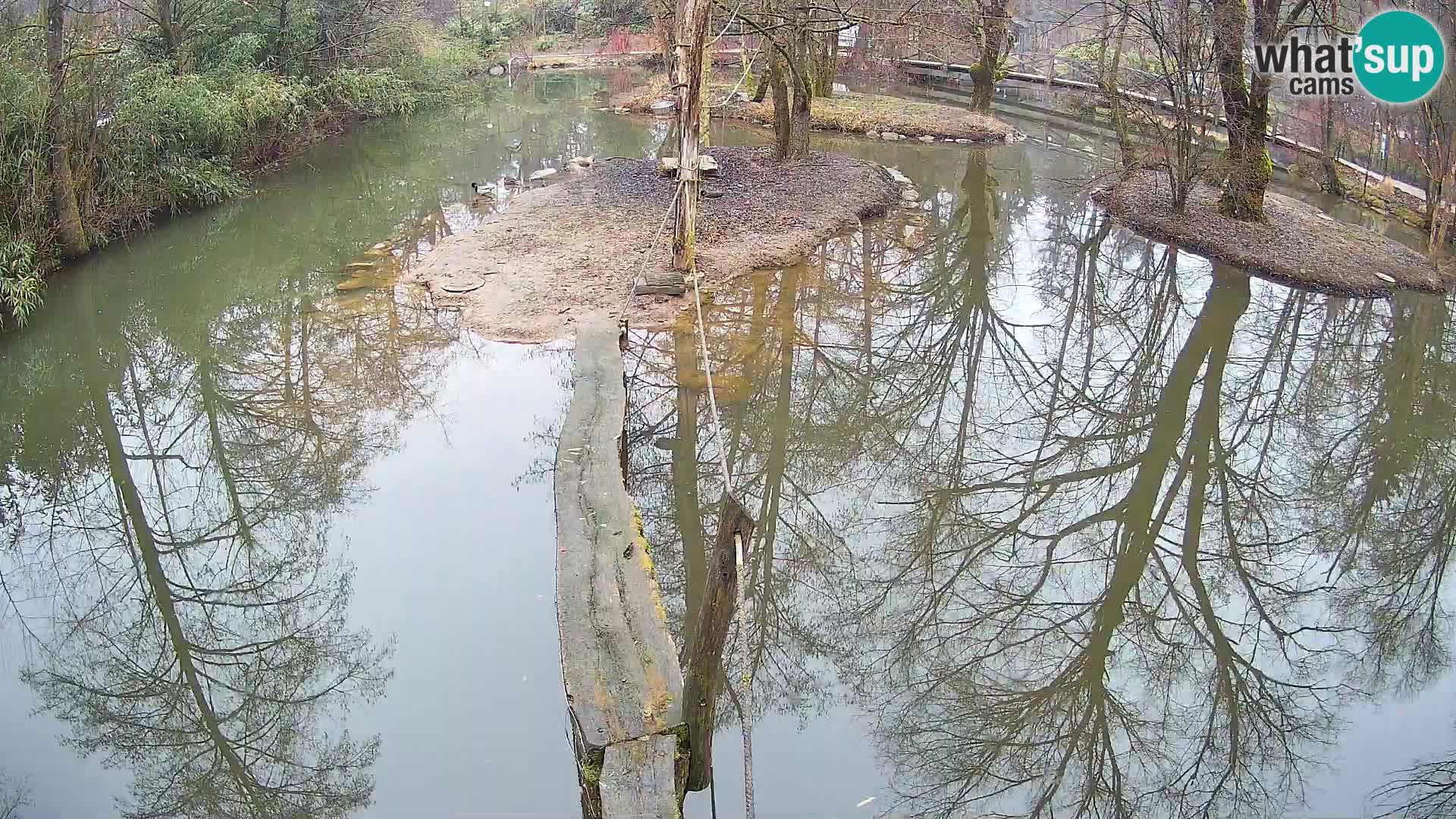 Lémur rufo blanco y negro – Ljubljana Zoo en vivo