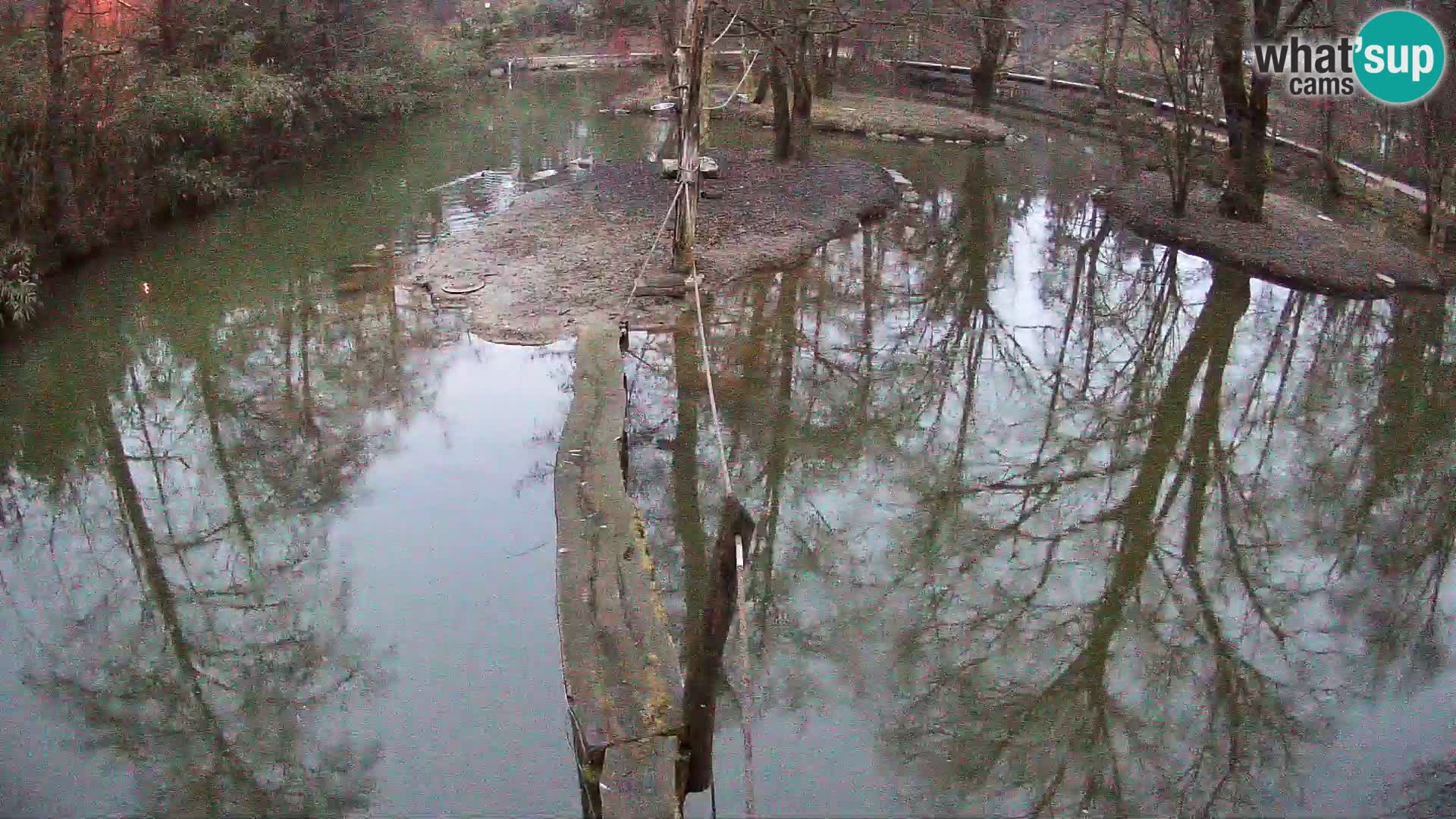 Schwarzweiße Vari Zoo Ljubljana webcam