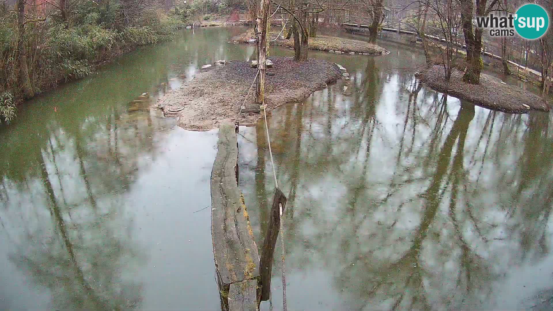 Navadni vari u živo – Ljubljana zoo