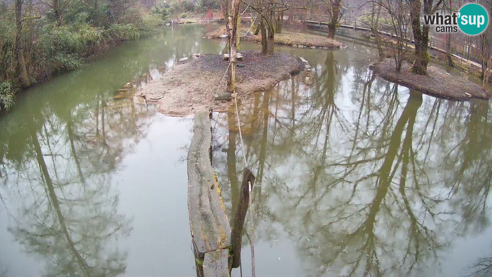 Schwarzweiße Vari Zoo Ljubljana webcam