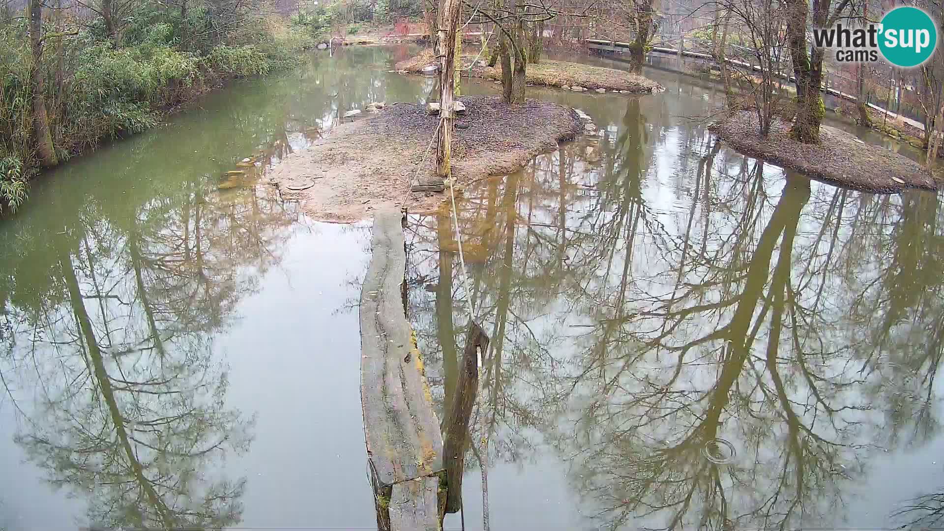 Lémur rufo blanco y negro – Ljubljana Zoo en vivo