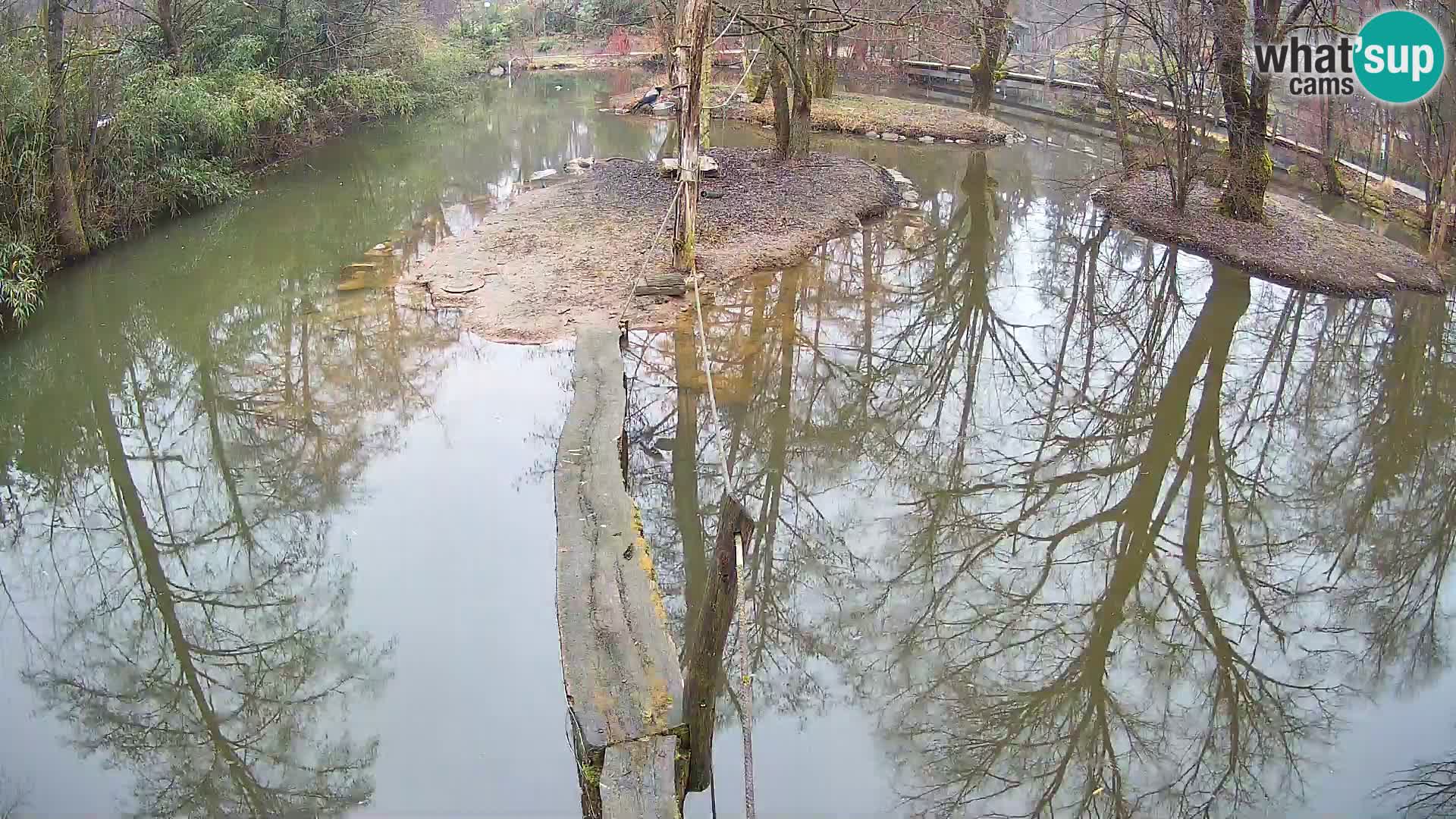 Vari noir et blanc – Ljubljana ZOO  livecam