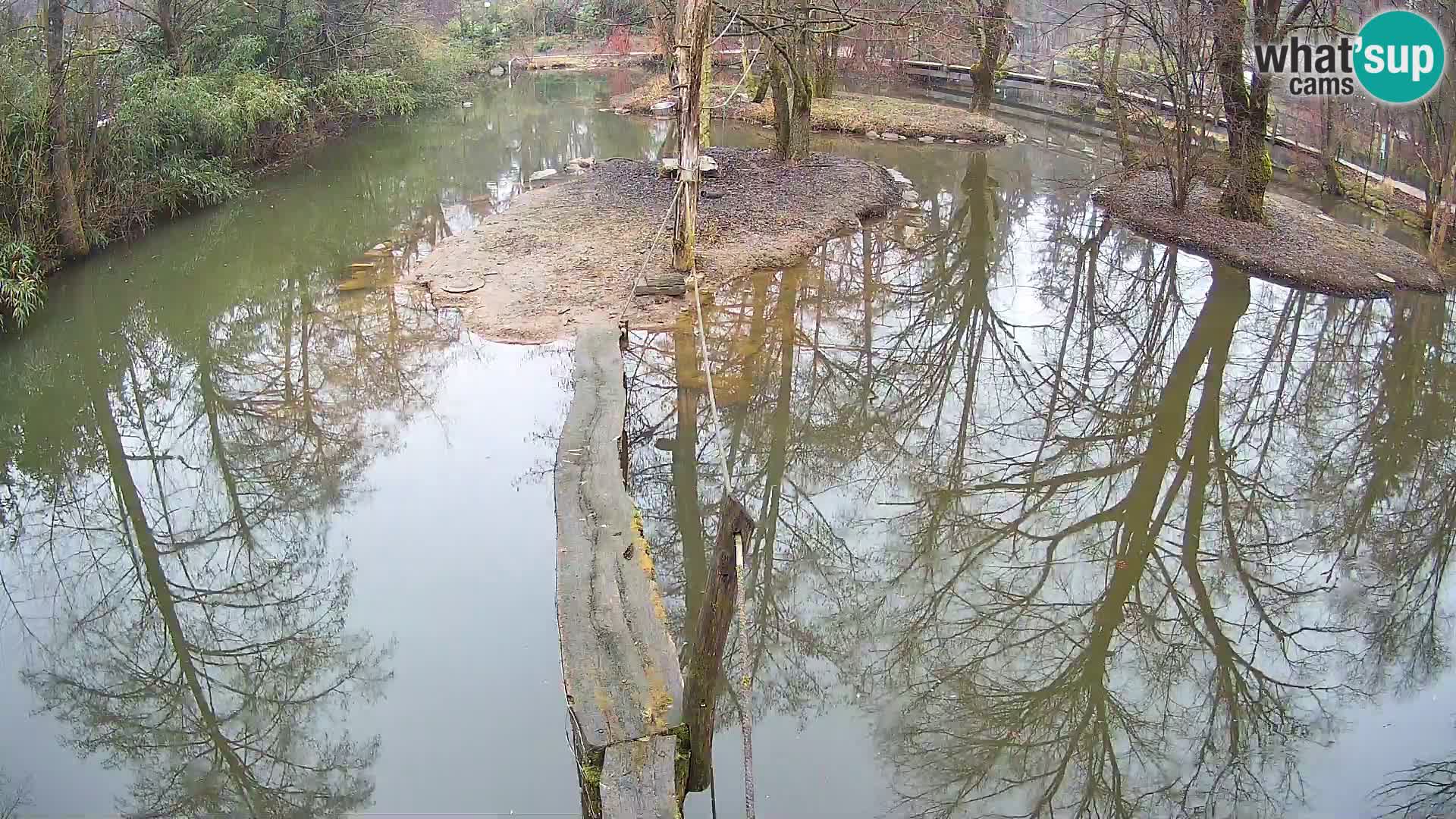 Schwarzweiße Vari Zoo Ljubljana webcam