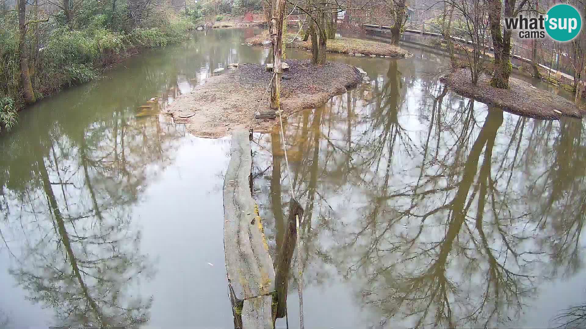 Lémur rufo blanco y negro – Ljubljana Zoo en vivo