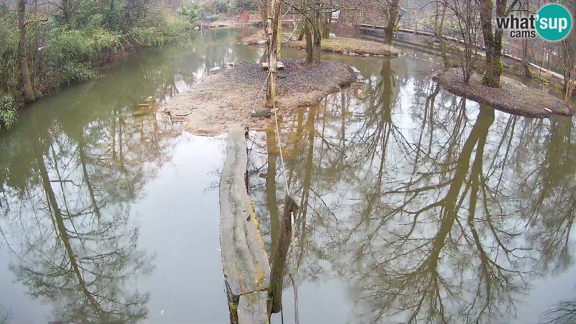 Schwarzweiße Vari Zoo Ljubljana webcam