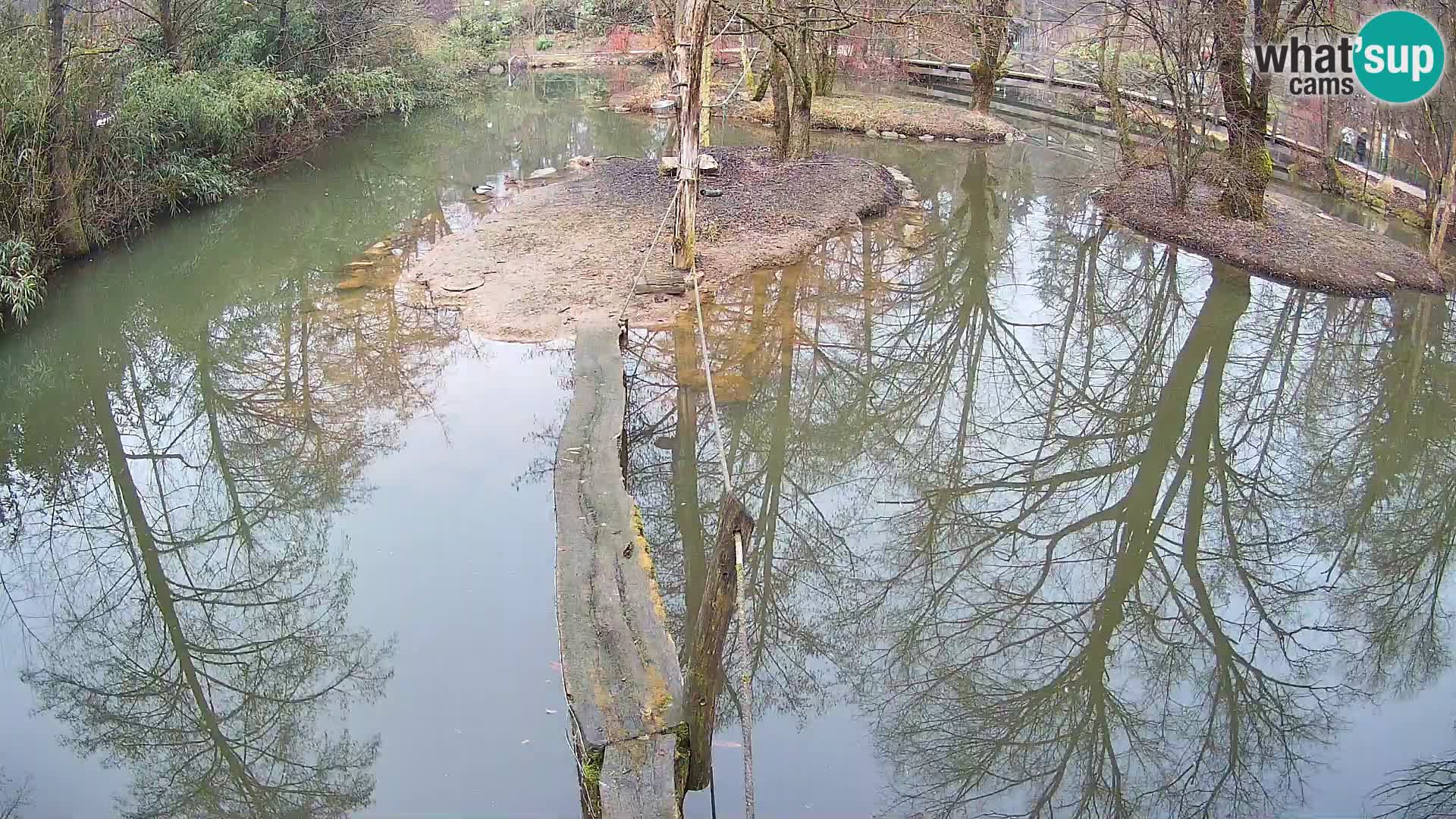 Lémur rufo blanco y negro – Ljubljana Zoo en vivo