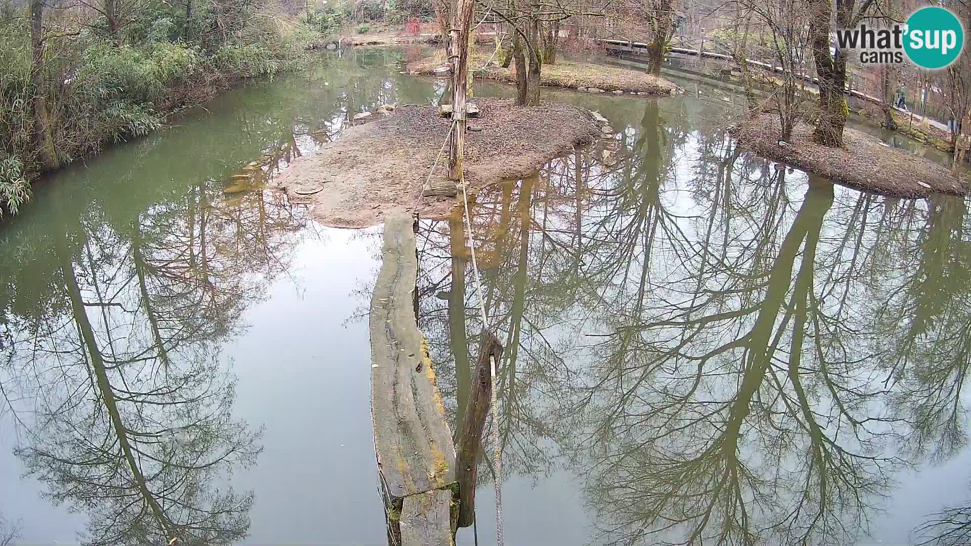 Schwarzweiße Vari Zoo Ljubljana webcam