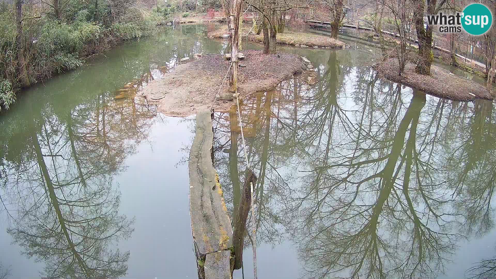 Schwarzweiße Vari Zoo Ljubljana webcam