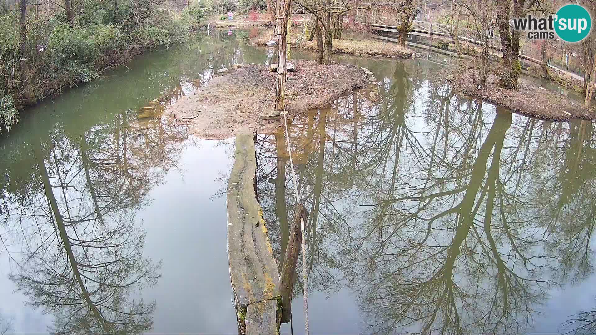 Schwarzweiße Vari Zoo Ljubljana webcam