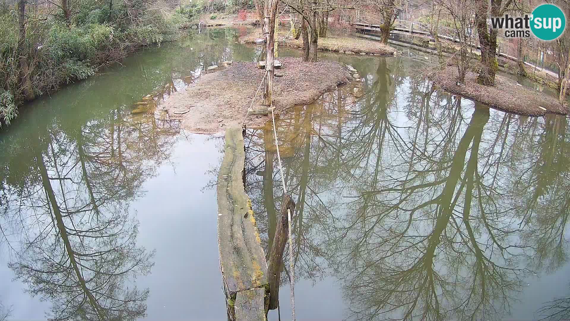 Navadni vari u živo – Ljubljana zoo