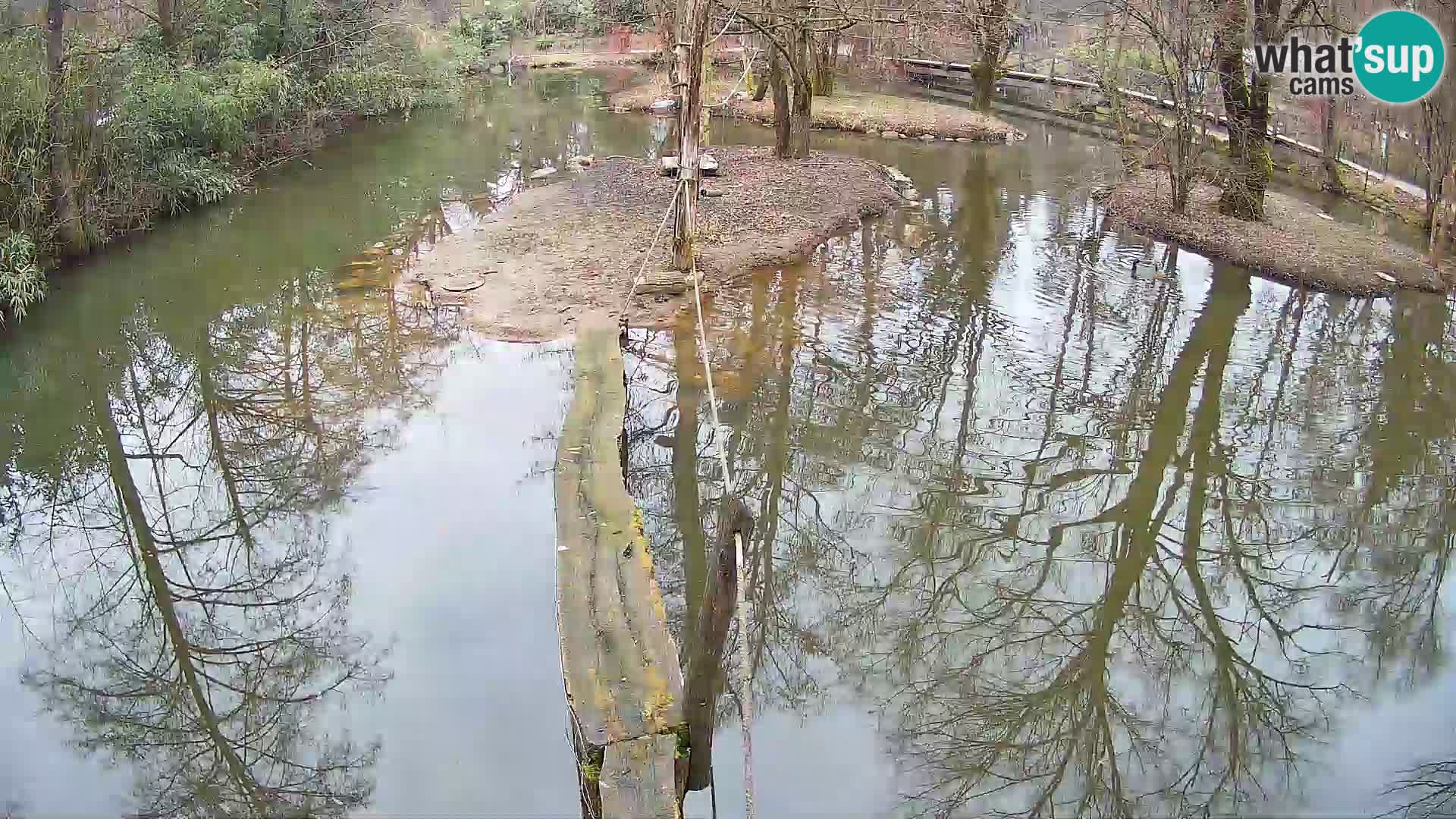 Schwarzweiße Vari Zoo Ljubljana webcam