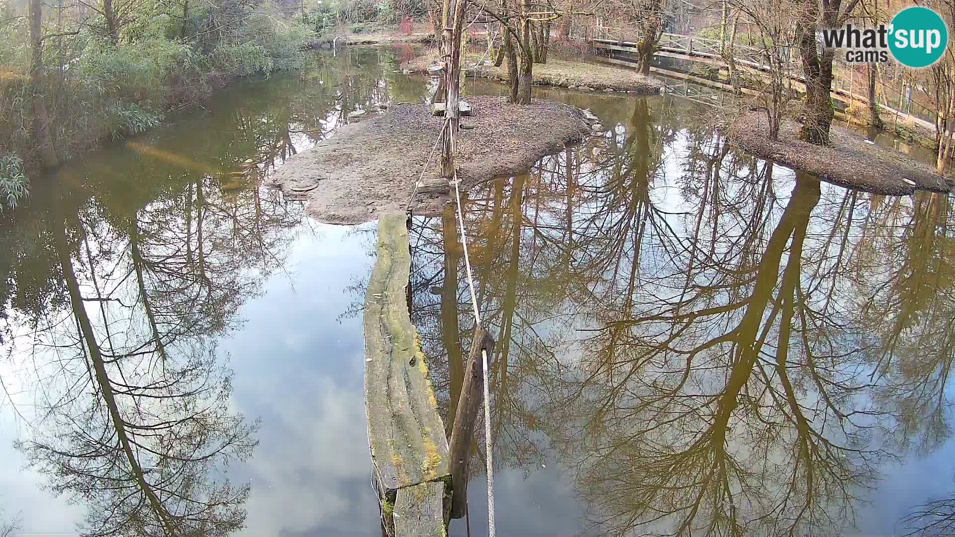 Navadni vari v živo – Ljubljana živalski vrt