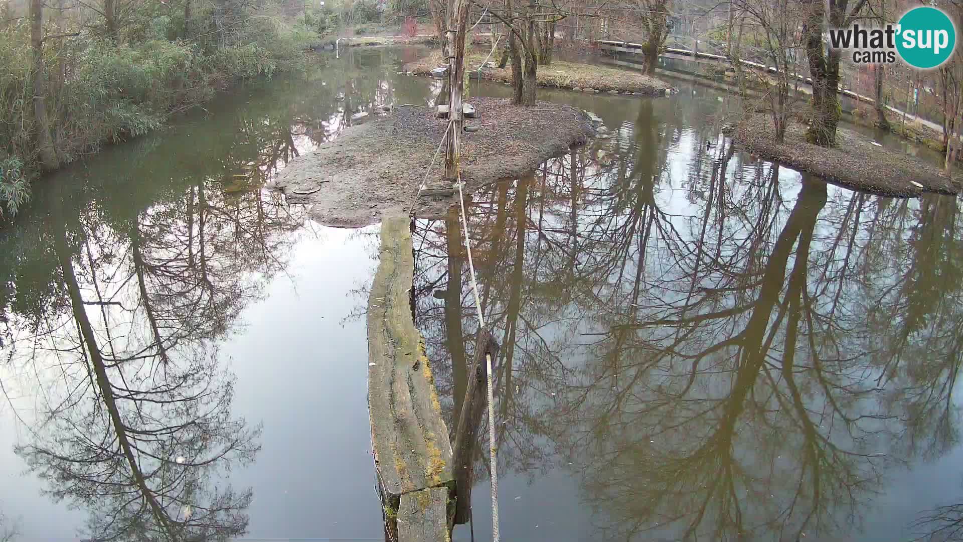 Lémur rufo blanco y negro – Ljubljana Zoo en vivo