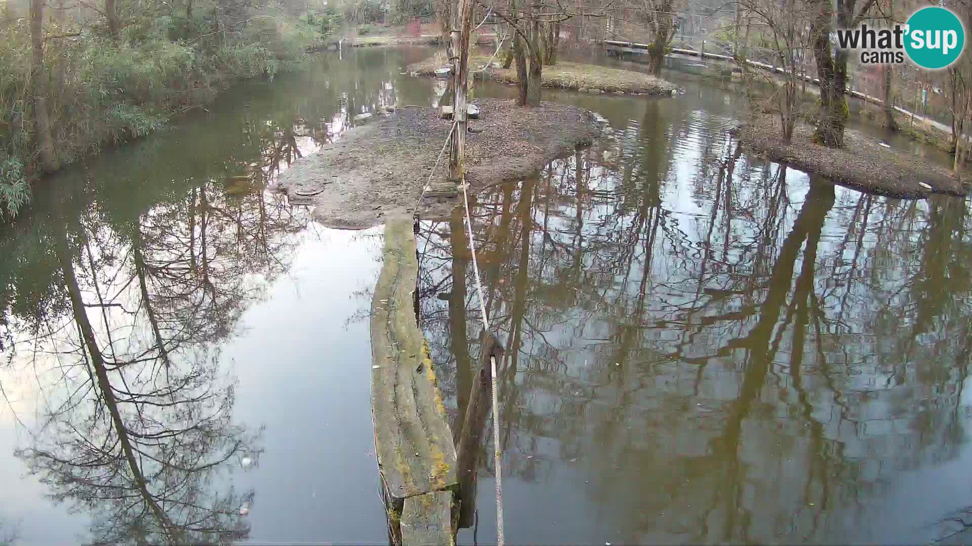 Schwarzweiße Vari Zoo Ljubljana webcam