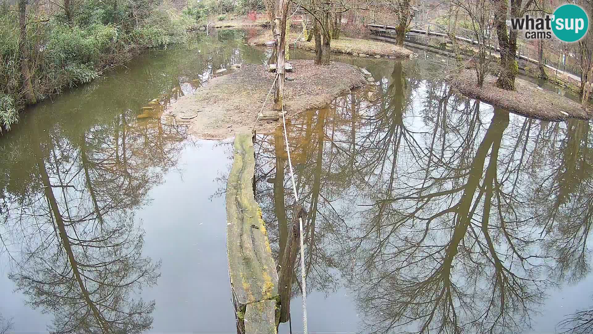 Vari noir et blanc – Ljubljana ZOO  livecam