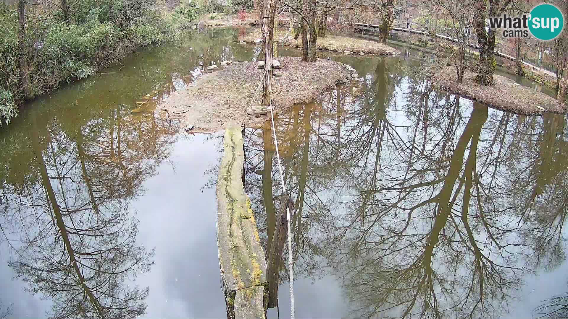 Vari bianconero Zoo Ljubljana webcam